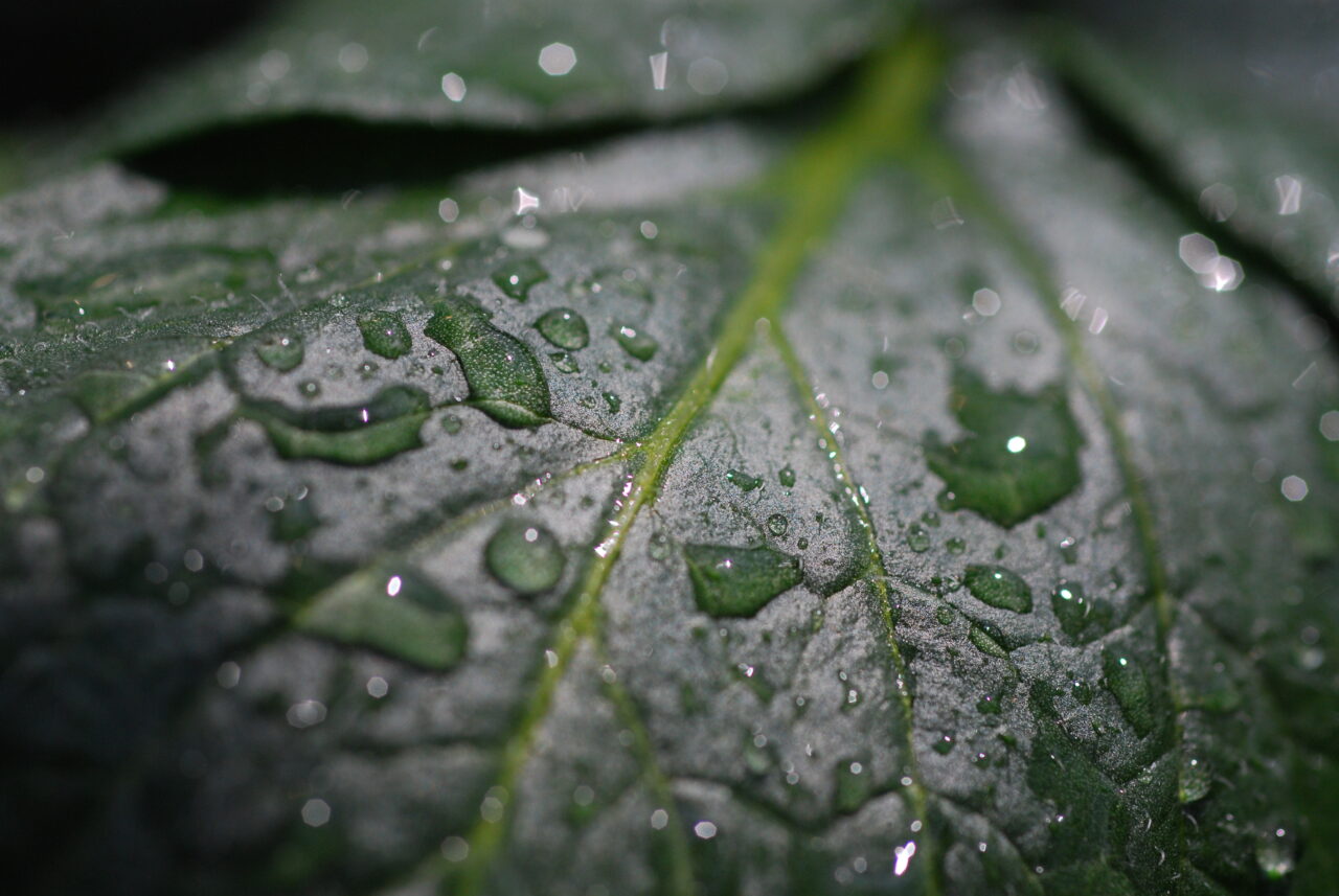 ジャガイモ葉アップ